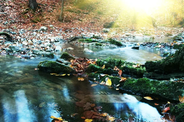 Creek de outono na floresta — Fotografia de Stock