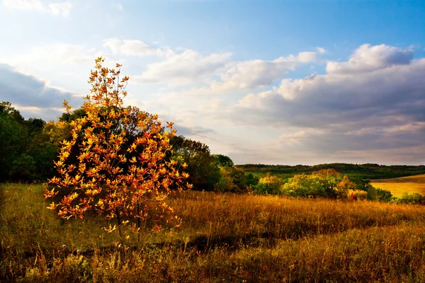Herbstfeld — Stockfoto