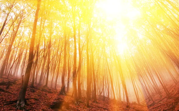 stock image Autumn forest