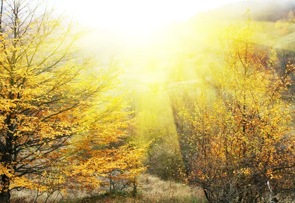 숲 속의 가을 — 스톡 사진