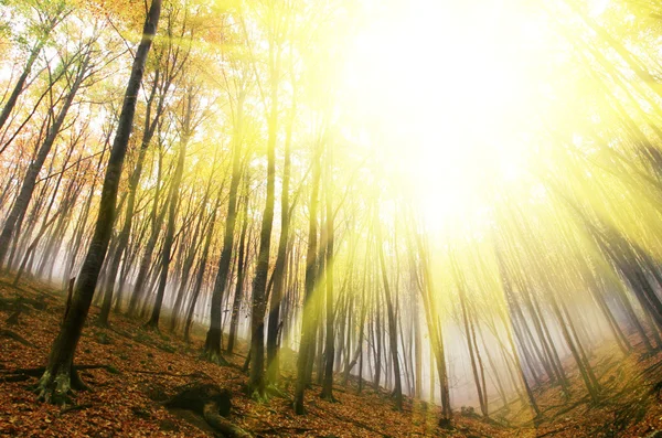Herbst im Wald — Stockfoto