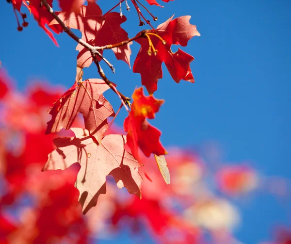 Stock image Autumn leaves