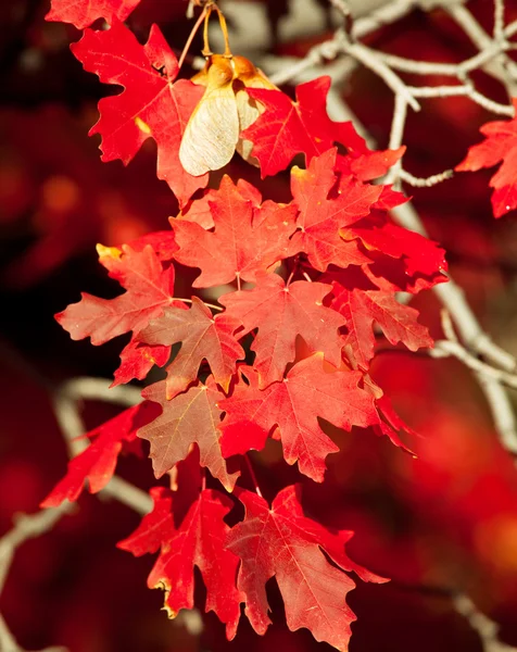 stock image Autumn leaves