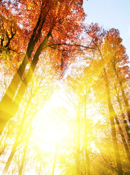 Autumn light — Stock Photo, Image