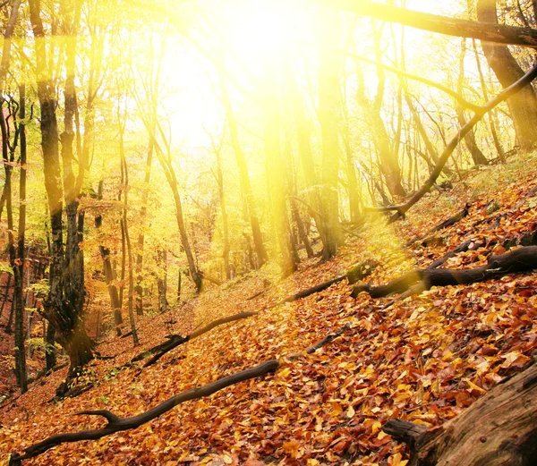 Saison d'automne en forêt — Photo