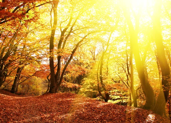 Autumn season — Stock Photo, Image