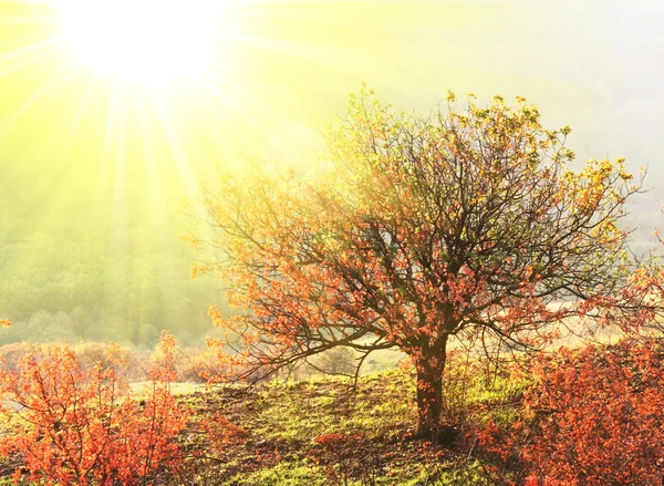 秋のツリー — ストック写真