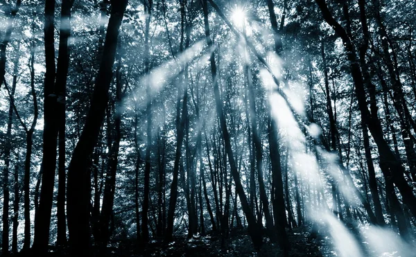 Strålar i skogen — Stockfoto