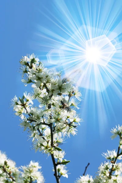 Çiçekli ilkbahar kirazı — Stok fotoğraf