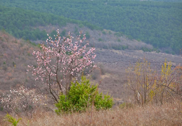 Blossomung cherry — Stock Photo, Image