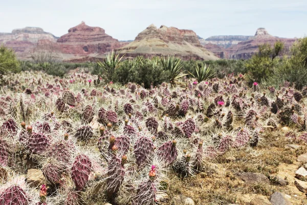 stock image Cactus in Grand canyon