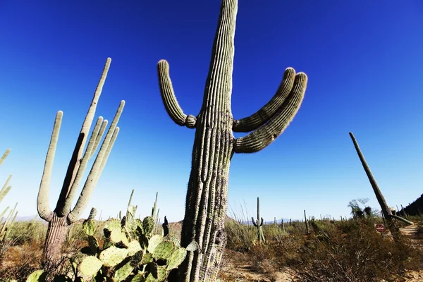 Kaktus park — Stock fotografie