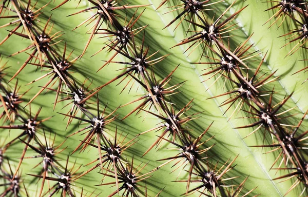 Kaktusstruktur — Stockfoto