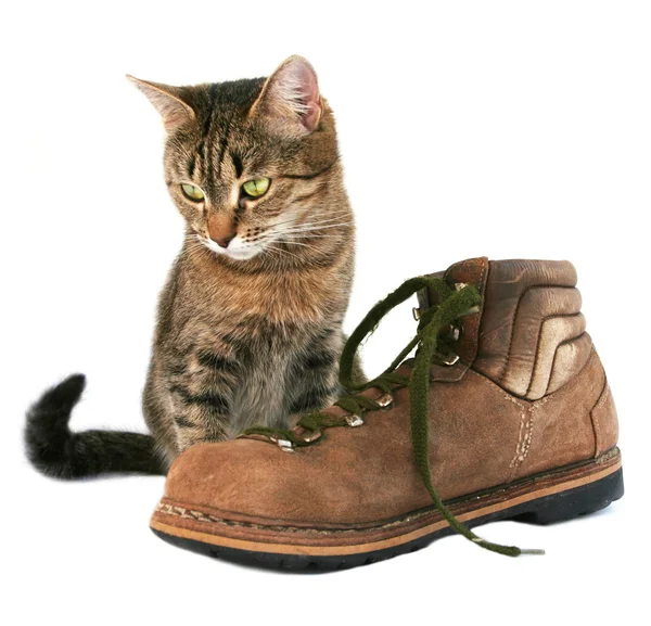 stock image Cat and boot