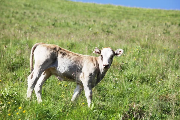 牛が畑に — ストック写真
