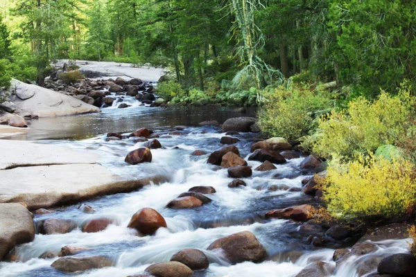 Creek in forest — Stock Photo, Image