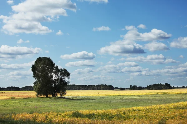Field and tree — Stock Photo, Image