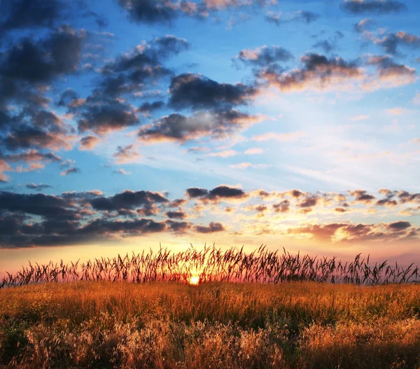 Field on sunset — Stock Photo, Image