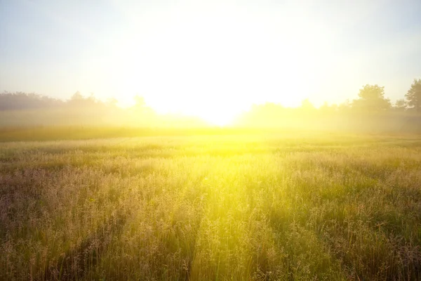 Fältet på sunset — Stockfoto
