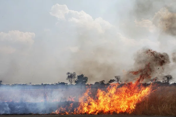 stock image Fire in field