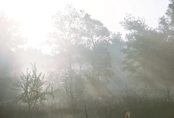 Nevoeiro na floresta — Fotografia de Stock