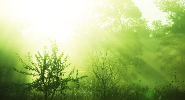 Fog in forest — Stock Photo, Image