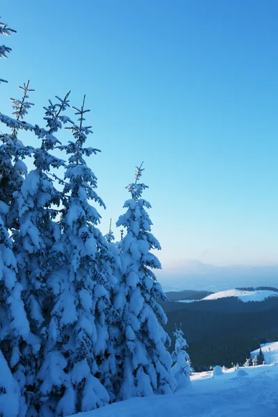 Donmuş dağ ağaçta — Stok fotoğraf