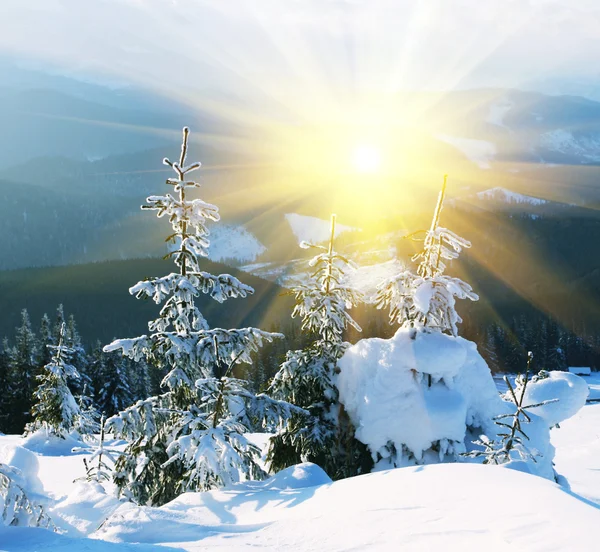 冷凍木山 — ストック写真