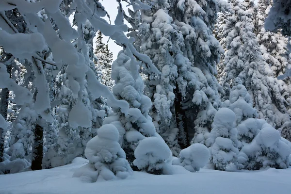Замерзлі дерева — стокове фото