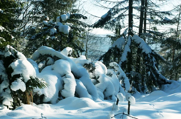 冷凍木 — ストック写真