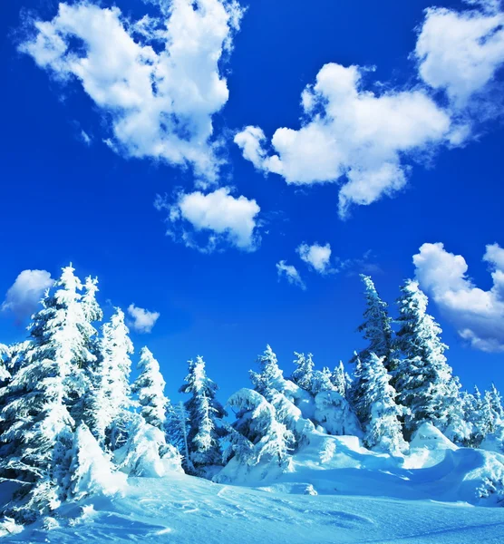 Eingefrorener Baum — Stockfoto