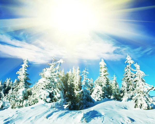 Frozen tree — Stock Photo, Image
