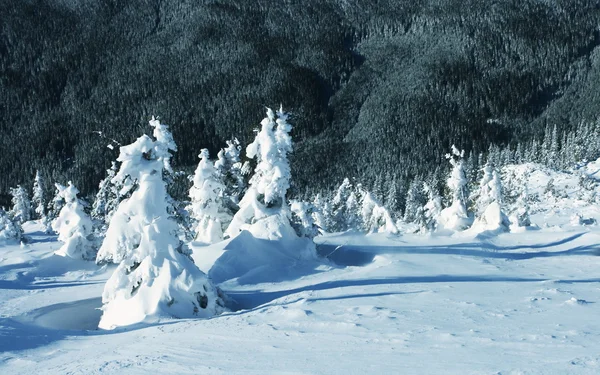 Eingefrorener Baum — Stockfoto