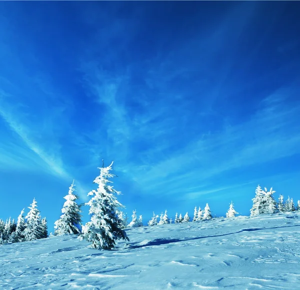 Замерзлі дерева — стокове фото