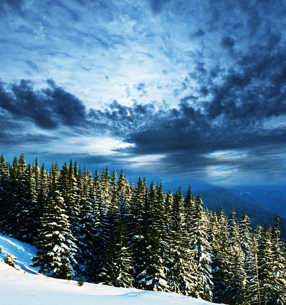 Bevroren bomen — Stockfoto