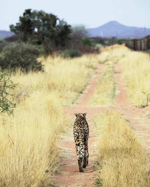 Gepard — 图库照片