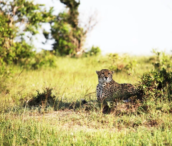 Gepard — 스톡 사진