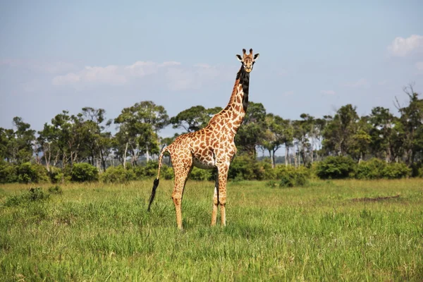 Girafe w trawie — Zdjęcie stockowe