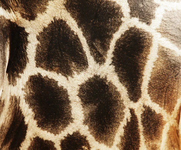 Girafe — Zdjęcie stockowe