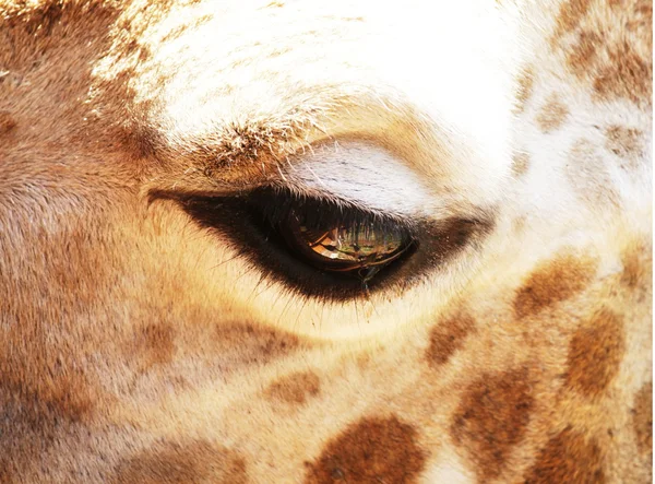 长颈鹿眼 — 图库照片