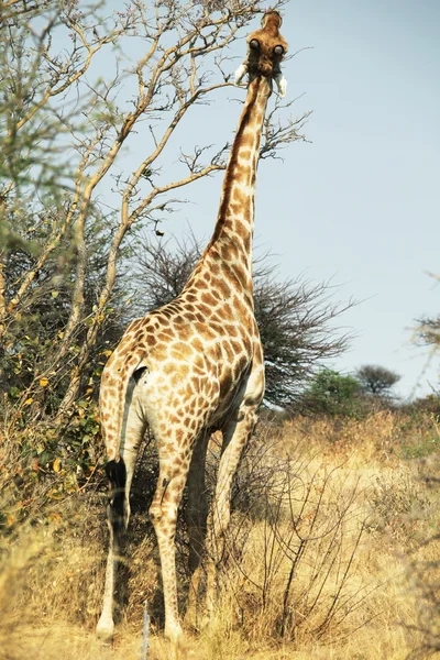 Жираф в кустах — стоковое фото