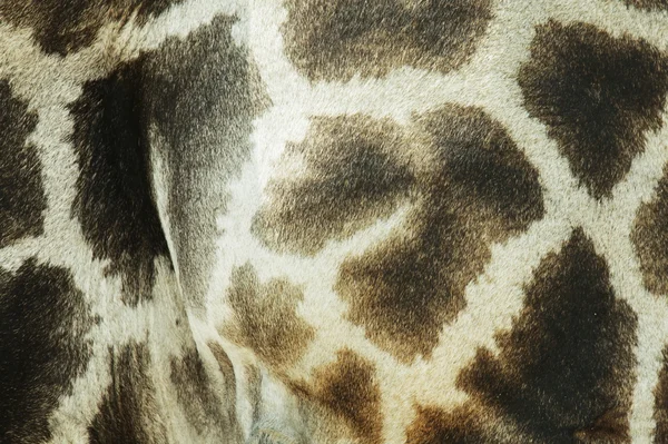 Giraffen-Textur — Stockfoto