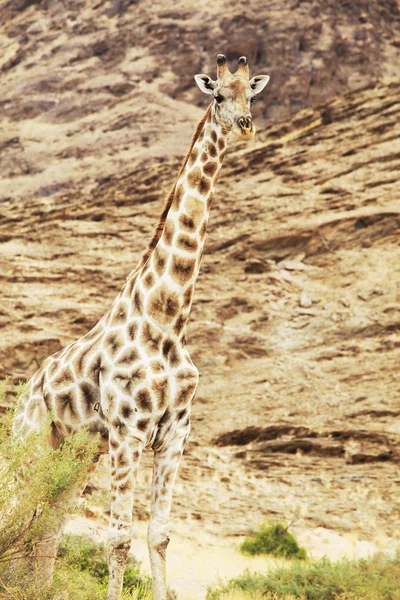 Giraffe — Stockfoto