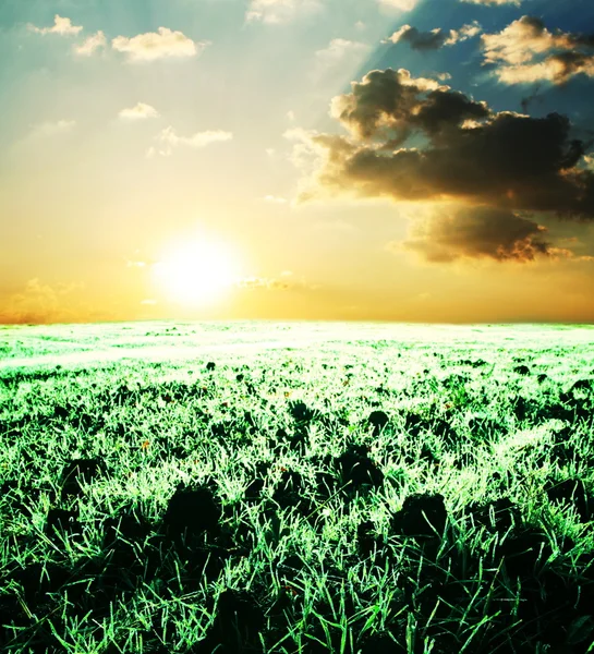 Трава на восходе солнца — стоковое фото