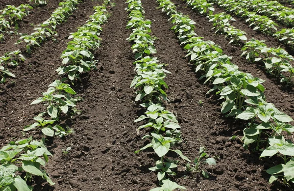 stock image Green field