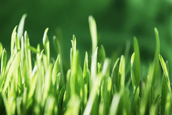 stock image Green grass