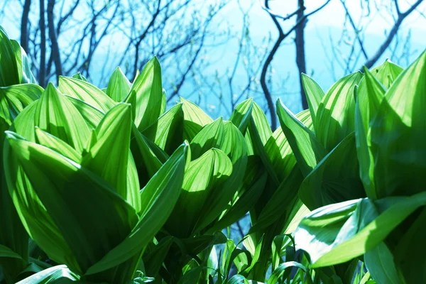 stock image Green grass