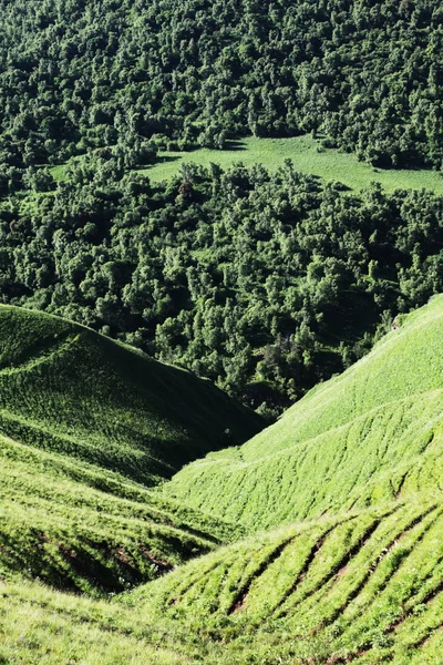Grüner Hügel — Stockfoto