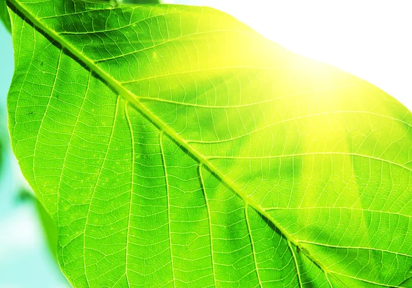 stock image Green leaves texture