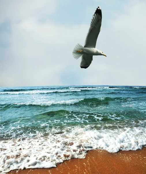 Meeuwen (vogels) — Stockfoto
